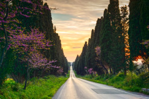 Bolgheri, viale di cipressi