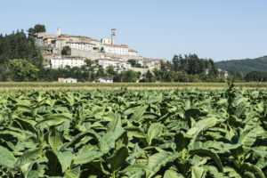 Coltivazione di tabacco a Monterchi