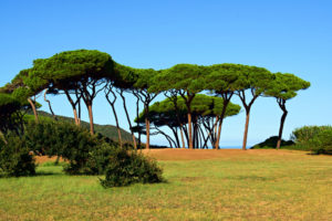 La pineta del Golfo di Baratti