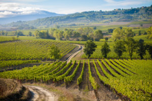 I vigneti di Montalcino