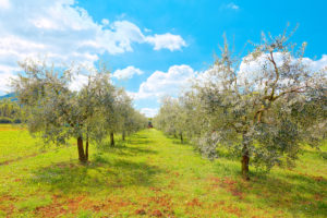 Oliveti a Nozzano